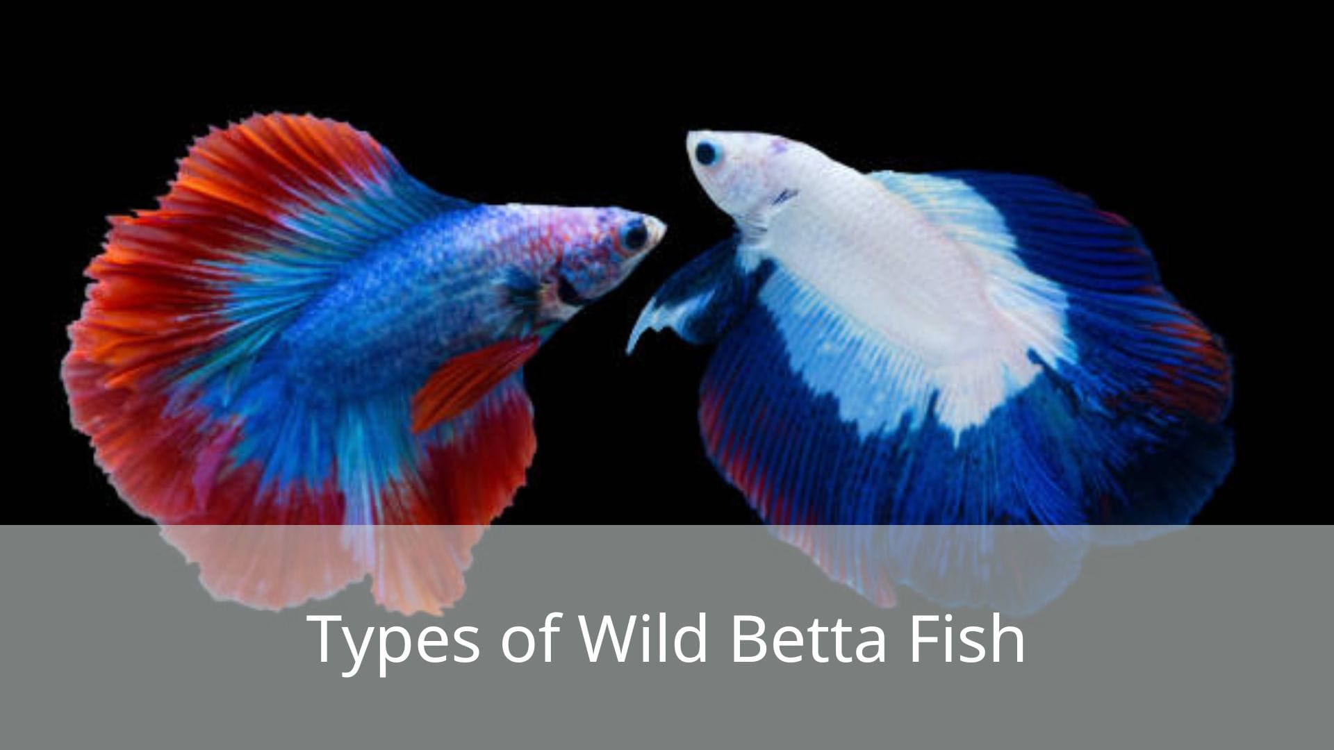 Types-of-Wild-Betta-Fish
