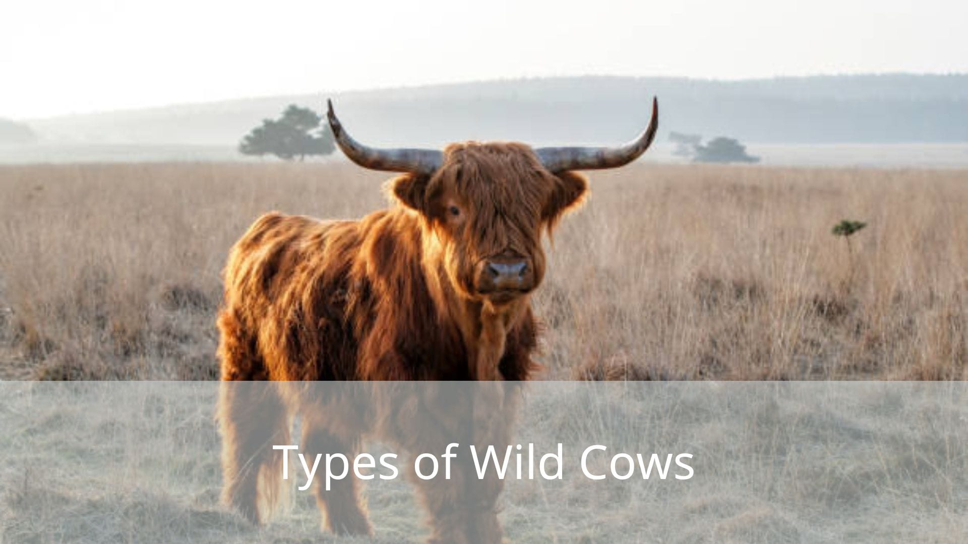 Types-of-Wild-Cows