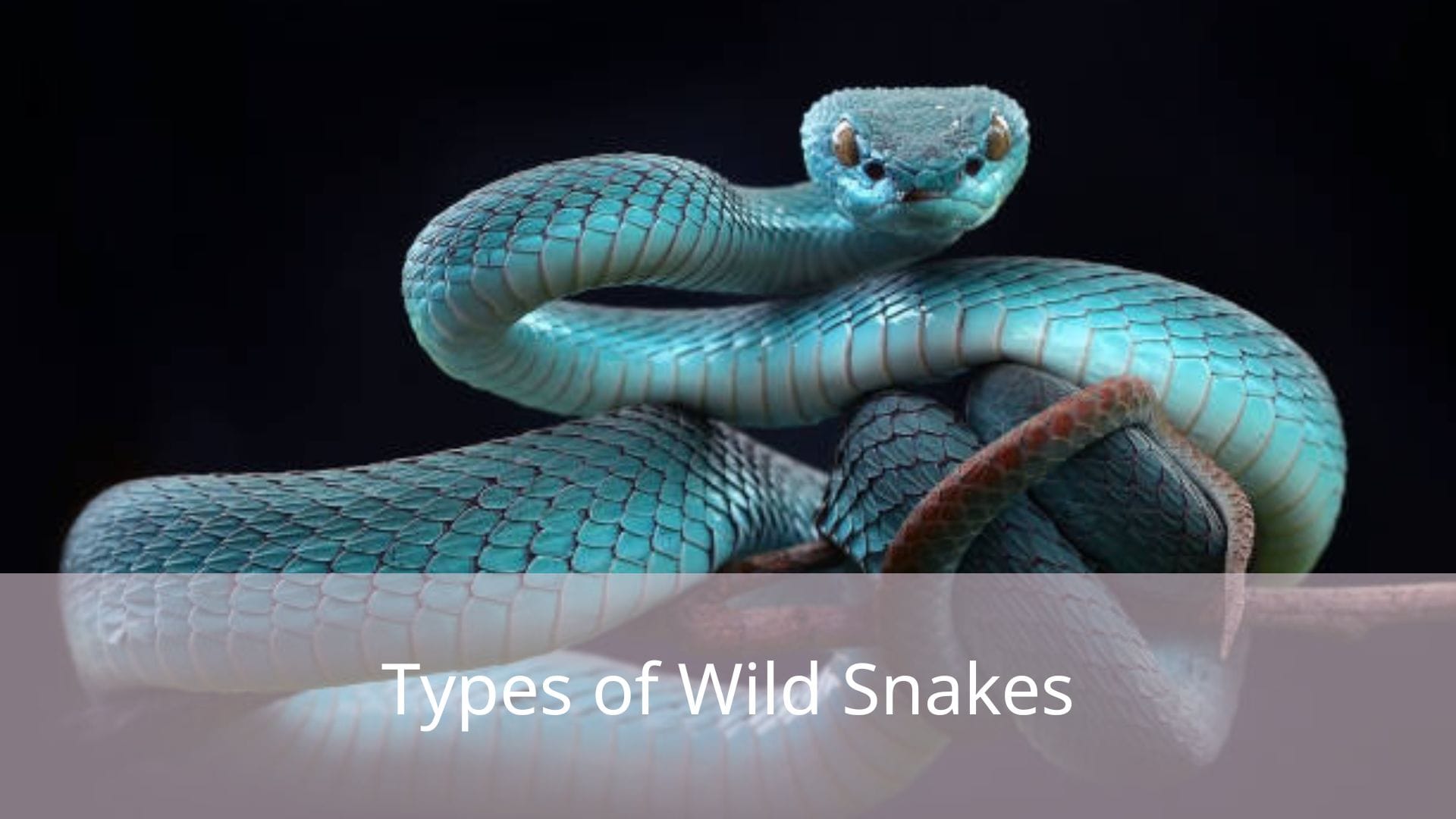 Types-of-Wild-Snakes