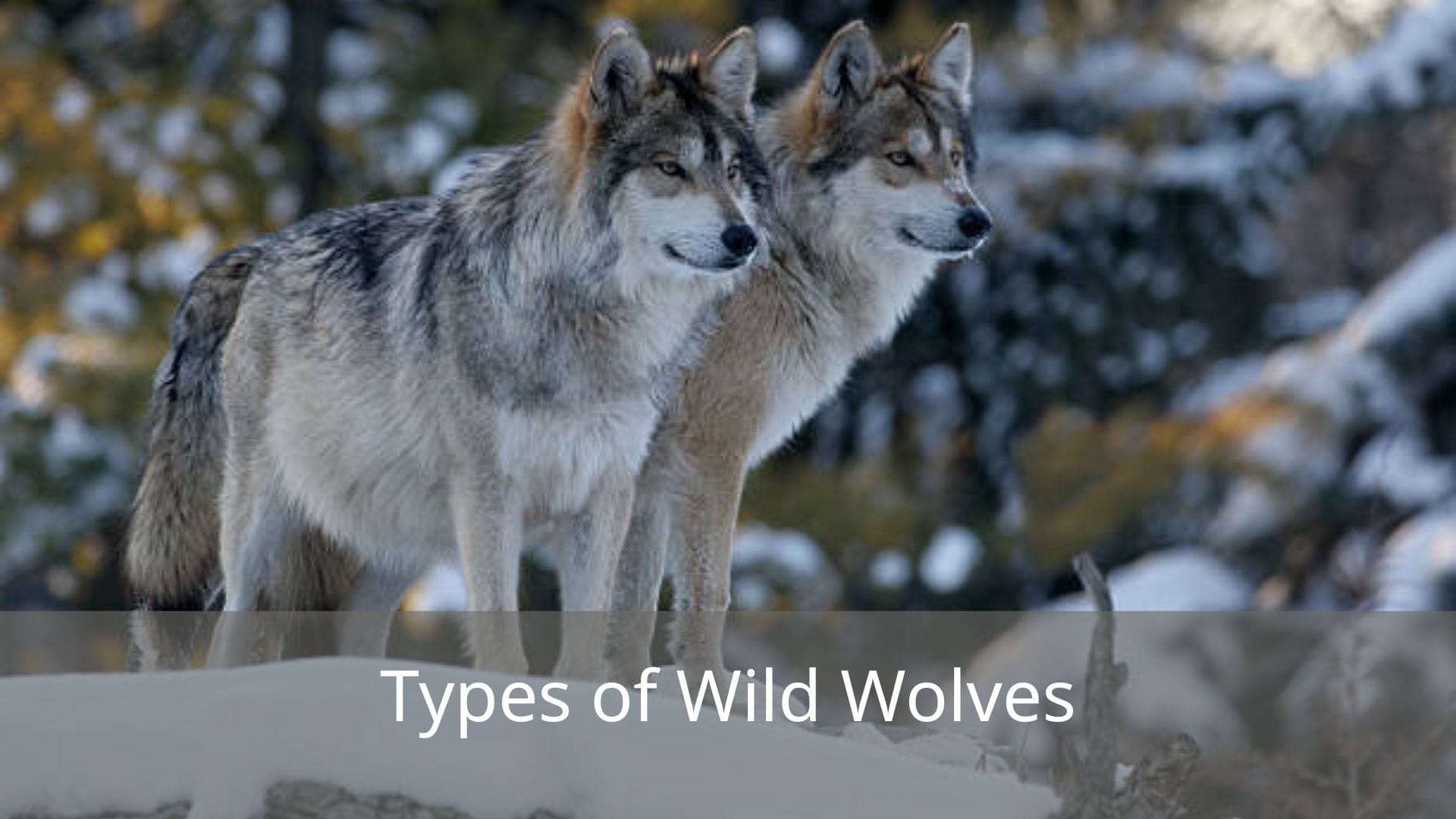 Types-of-Wild-Wolves