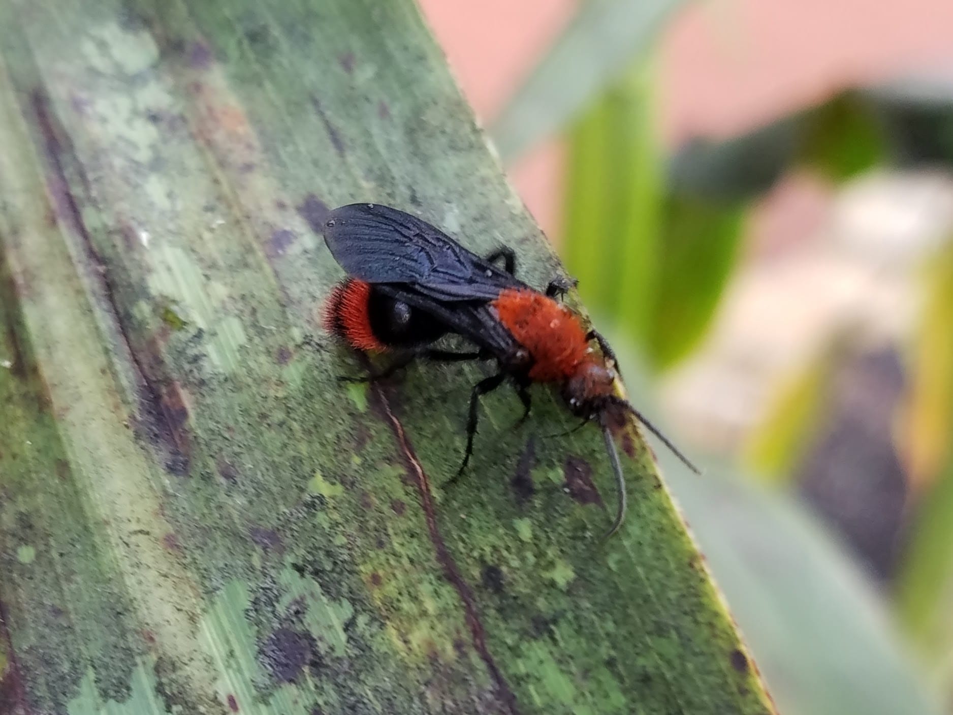 Velvet-Ant