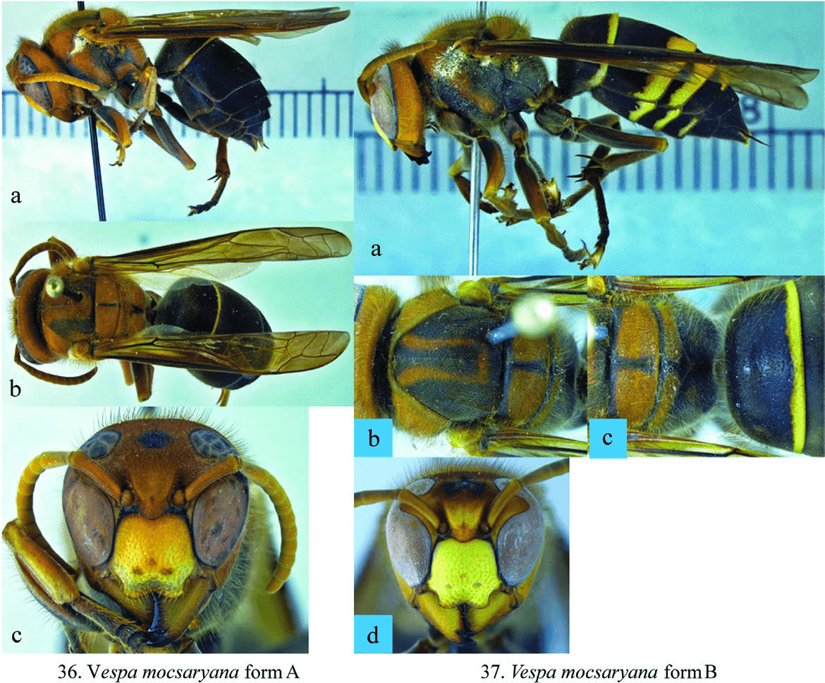Vespa-mocsaryana