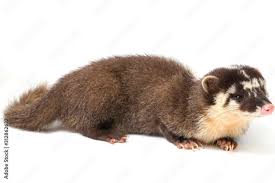Vietnam-Ferret-badger