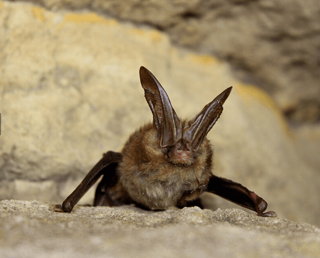 Virginia-Big-eared-Bat