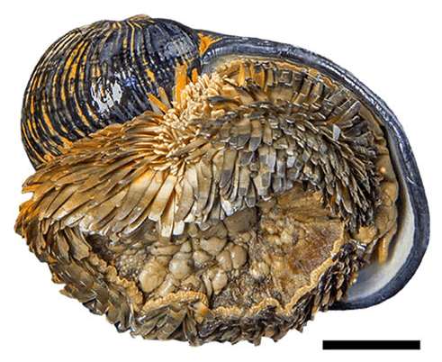 Volcano-Scaly-foot-Snail