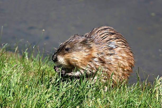 Water-Rat