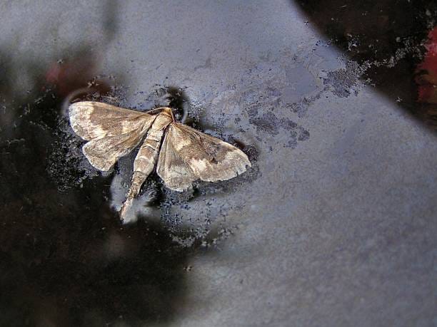 Water-Veneer-Moth