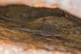 Waterberg-Dwarf-Gecko
