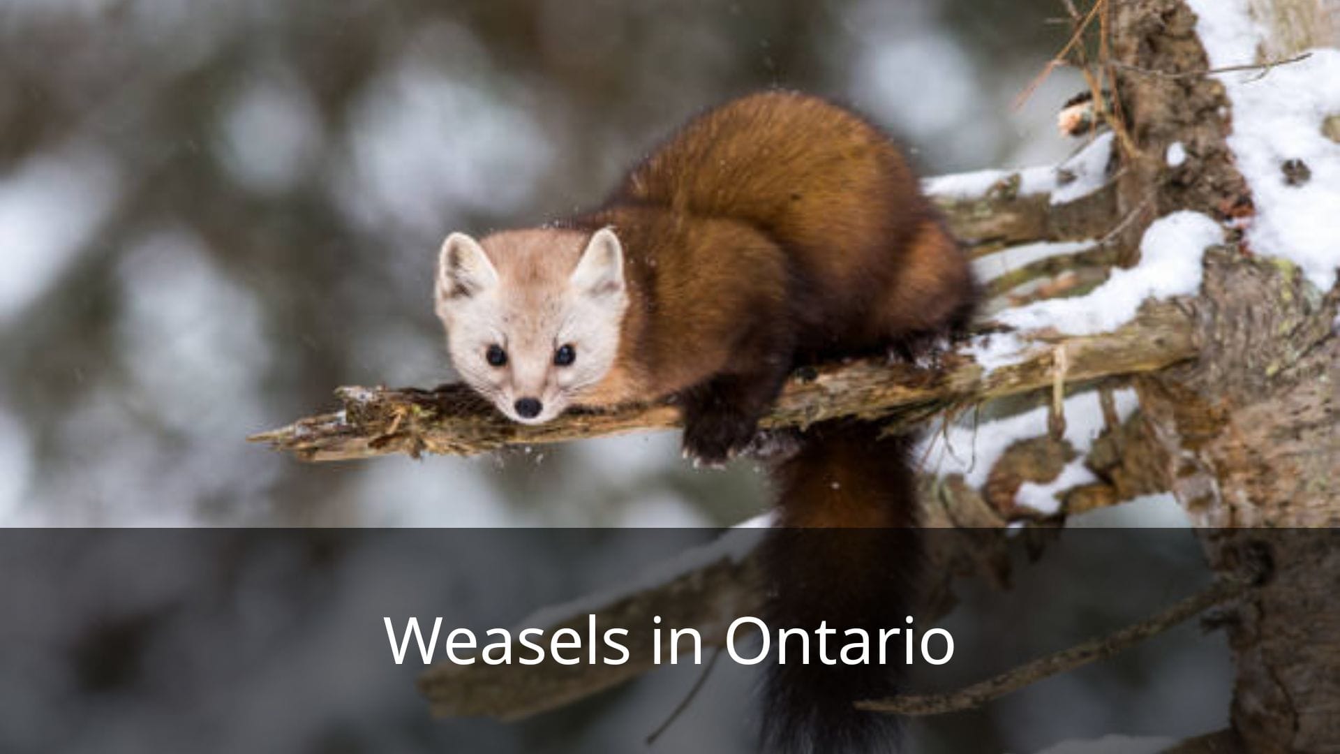 Weasels-in-Ontario