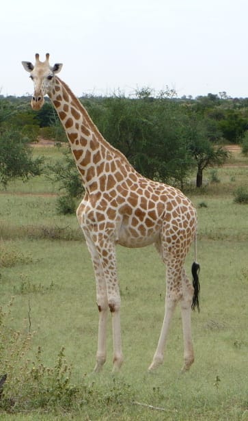 West-African-Giraffe