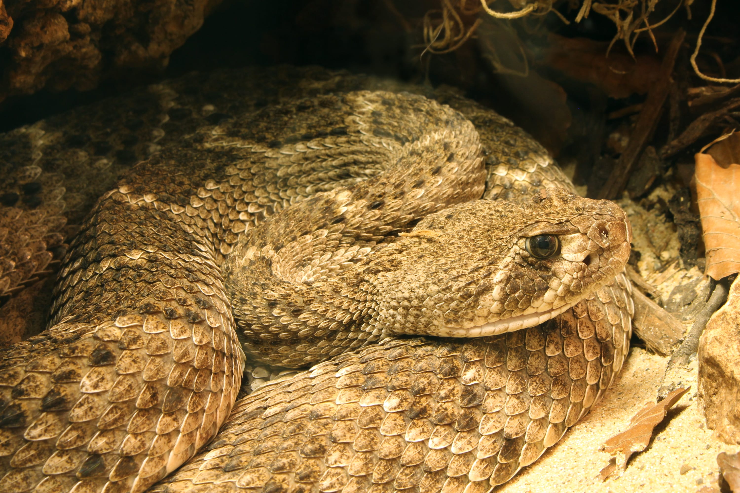 Western-Diamondback-Rattlesnake