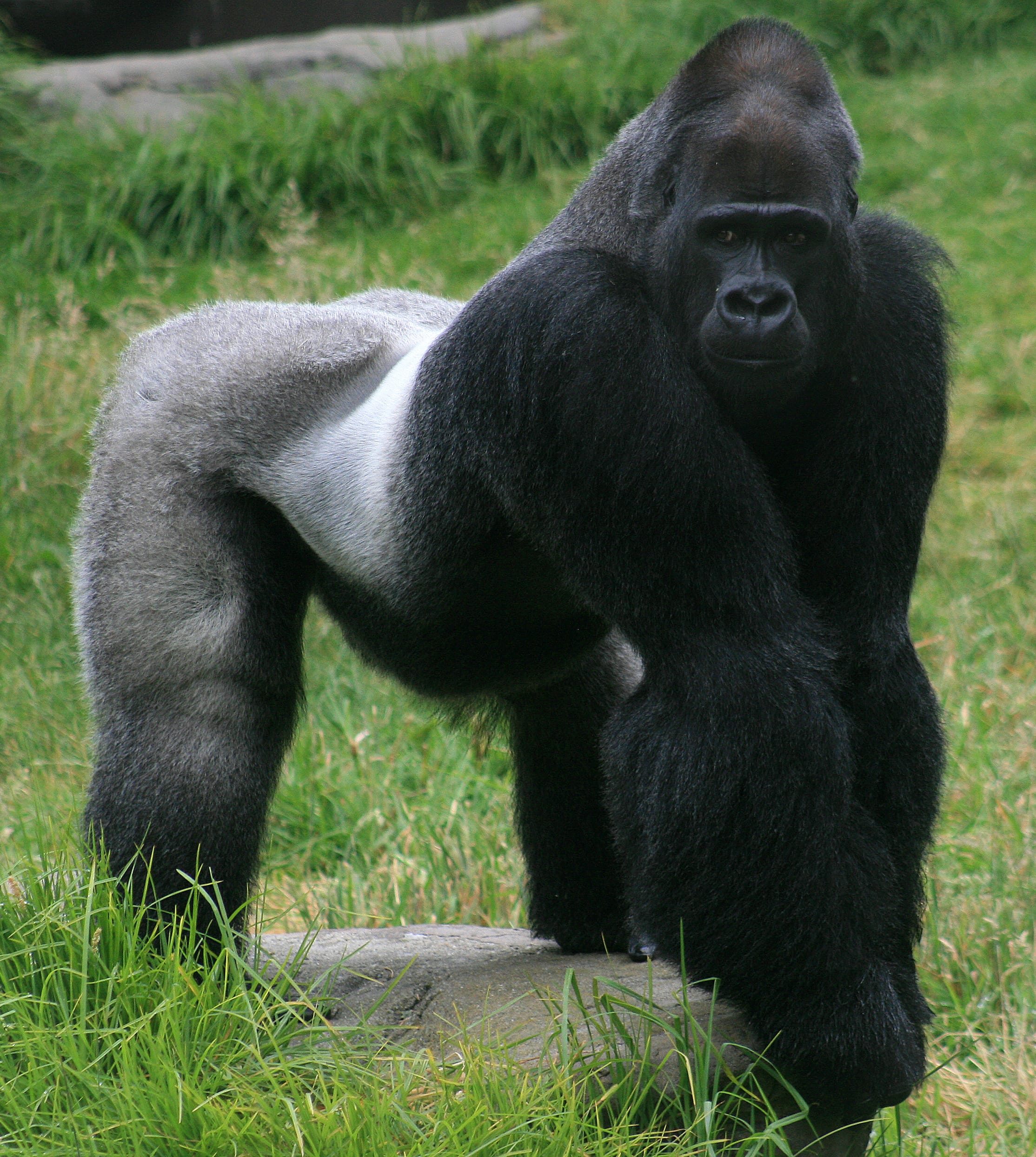 Western-Gorilla