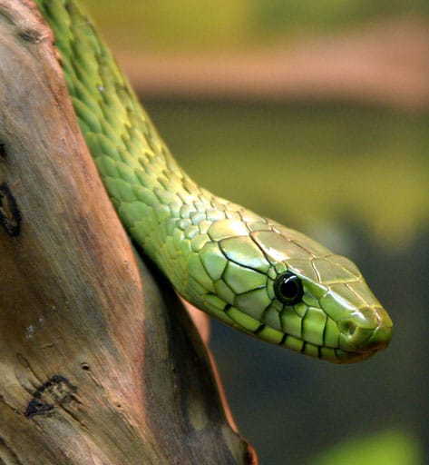 Western-Green-Mamba