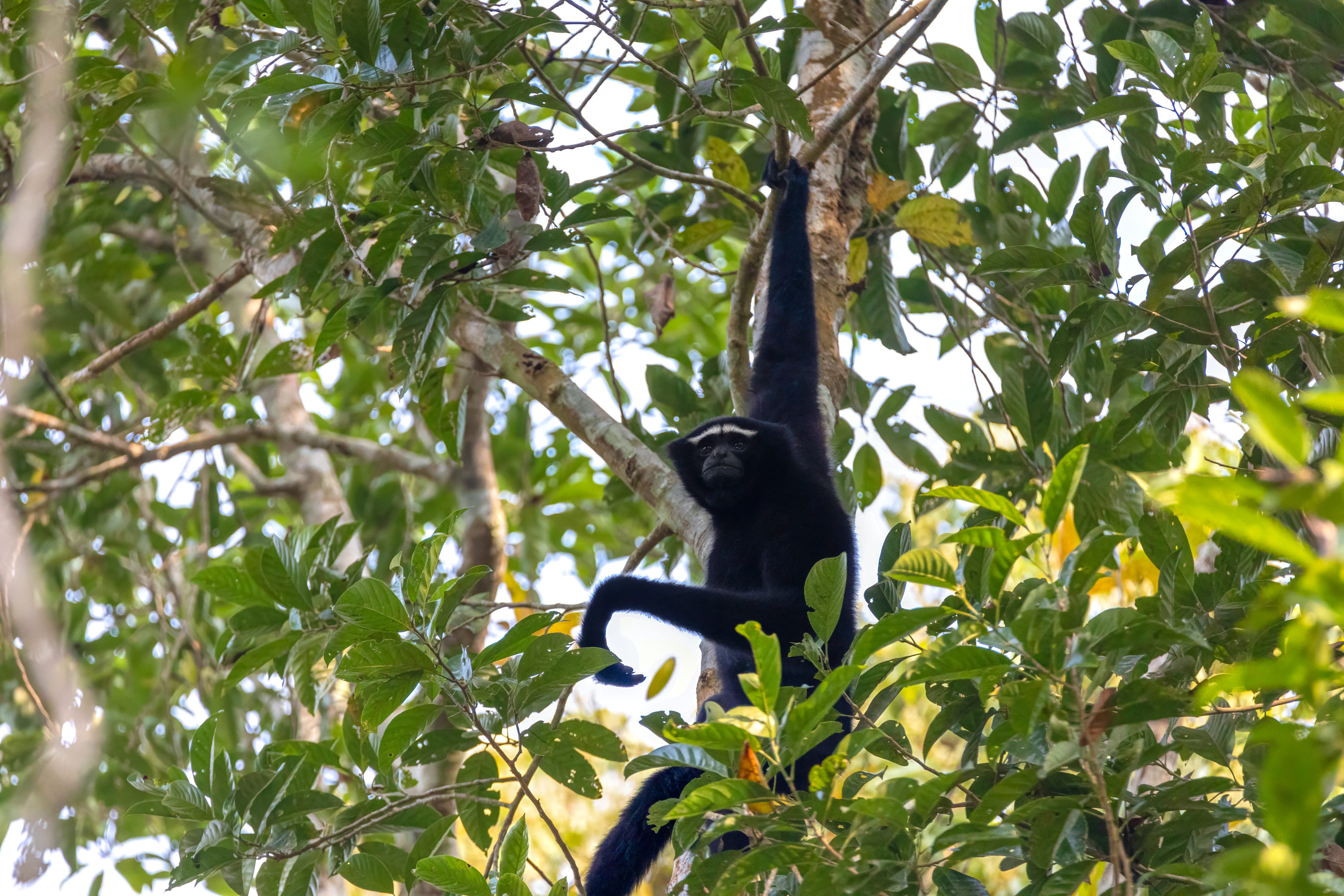 Western-Hoolock-Gibbon