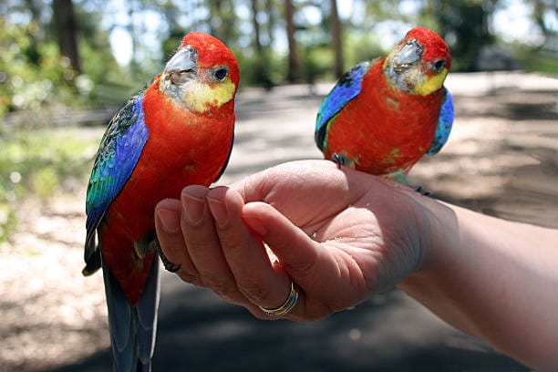 Western-Rosella
