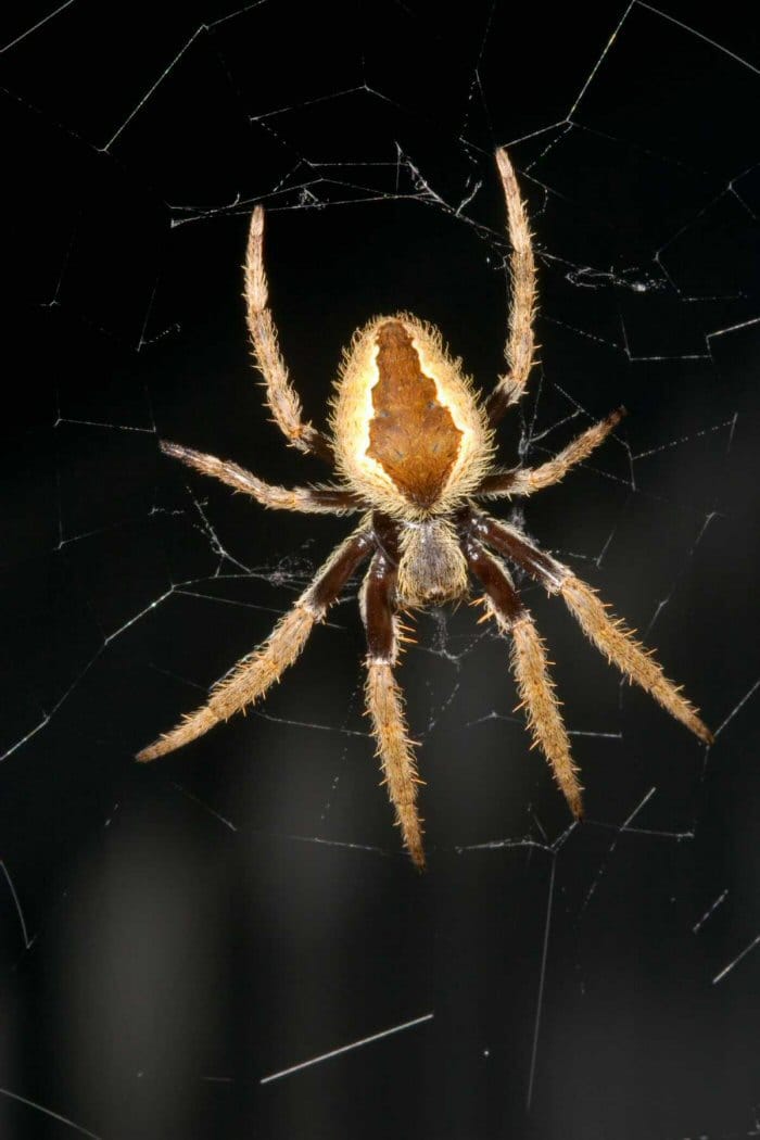 Wheel-Weaving-Orb-Weaver
