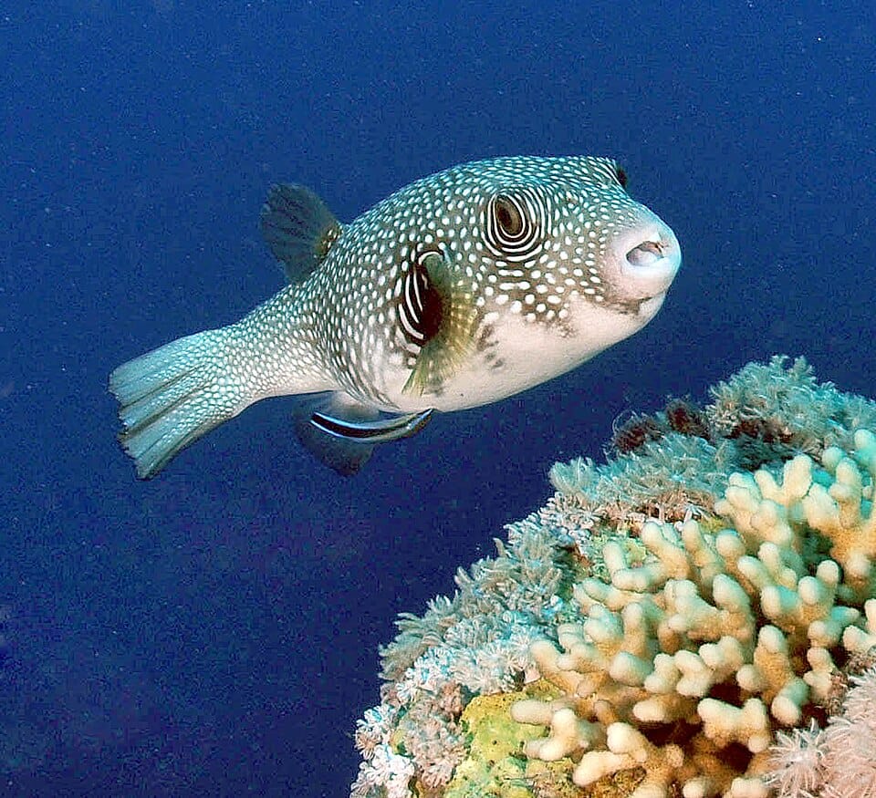White-Spotted-Pufferfish