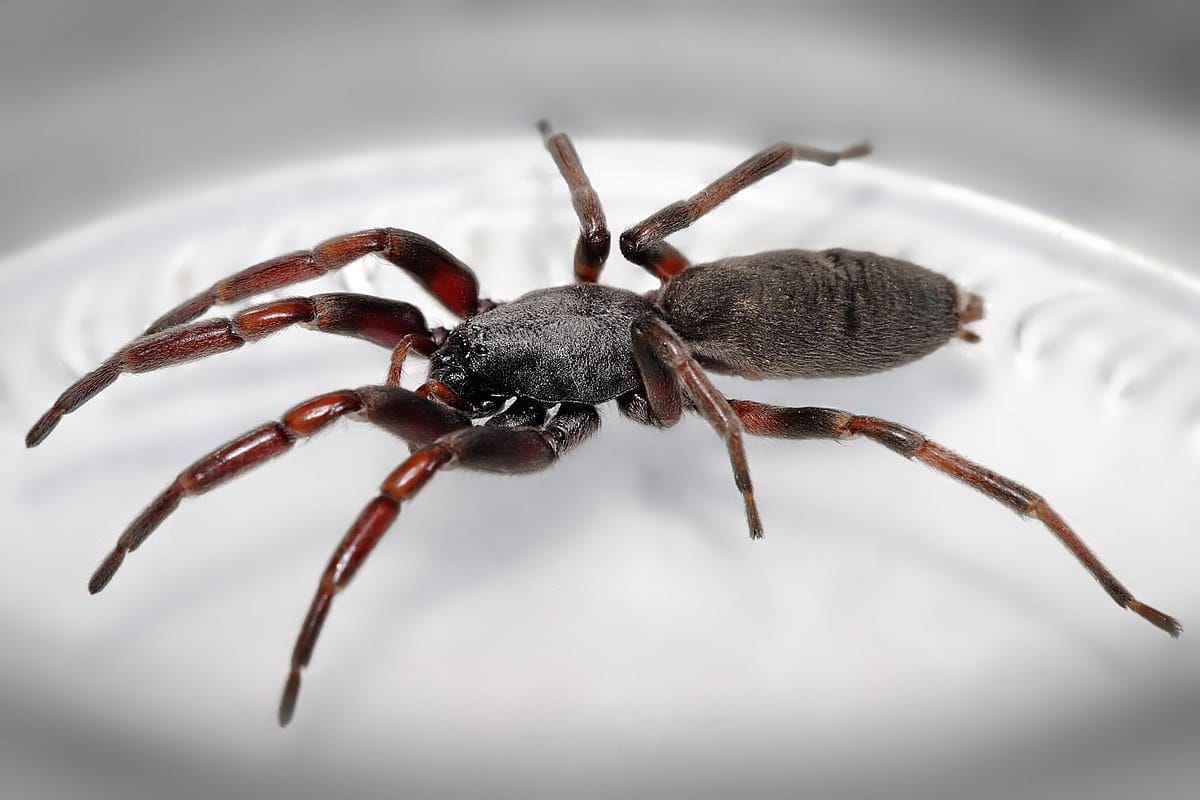 White-Tailed-Spider