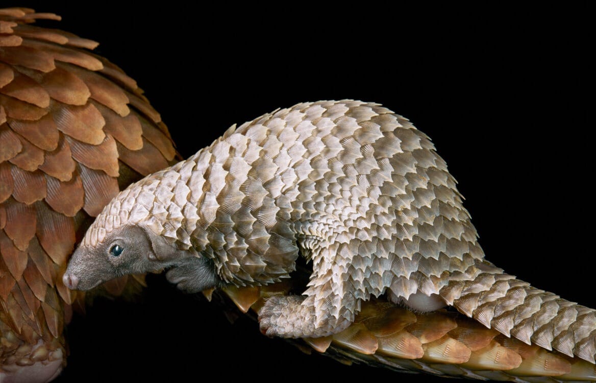 White-bellied-Pangolin