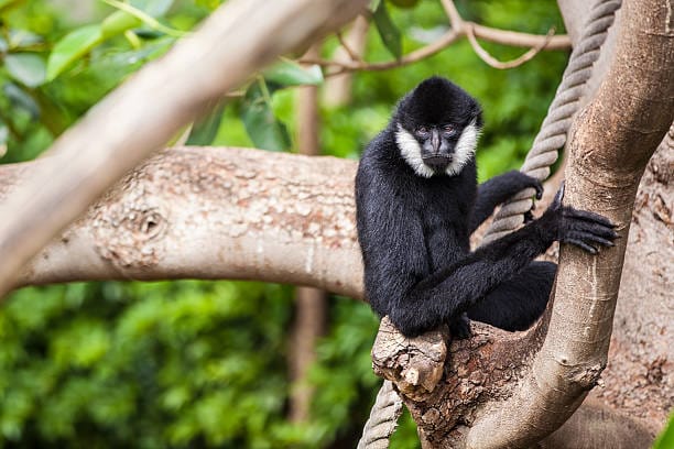 White-cheeked-Gibbon