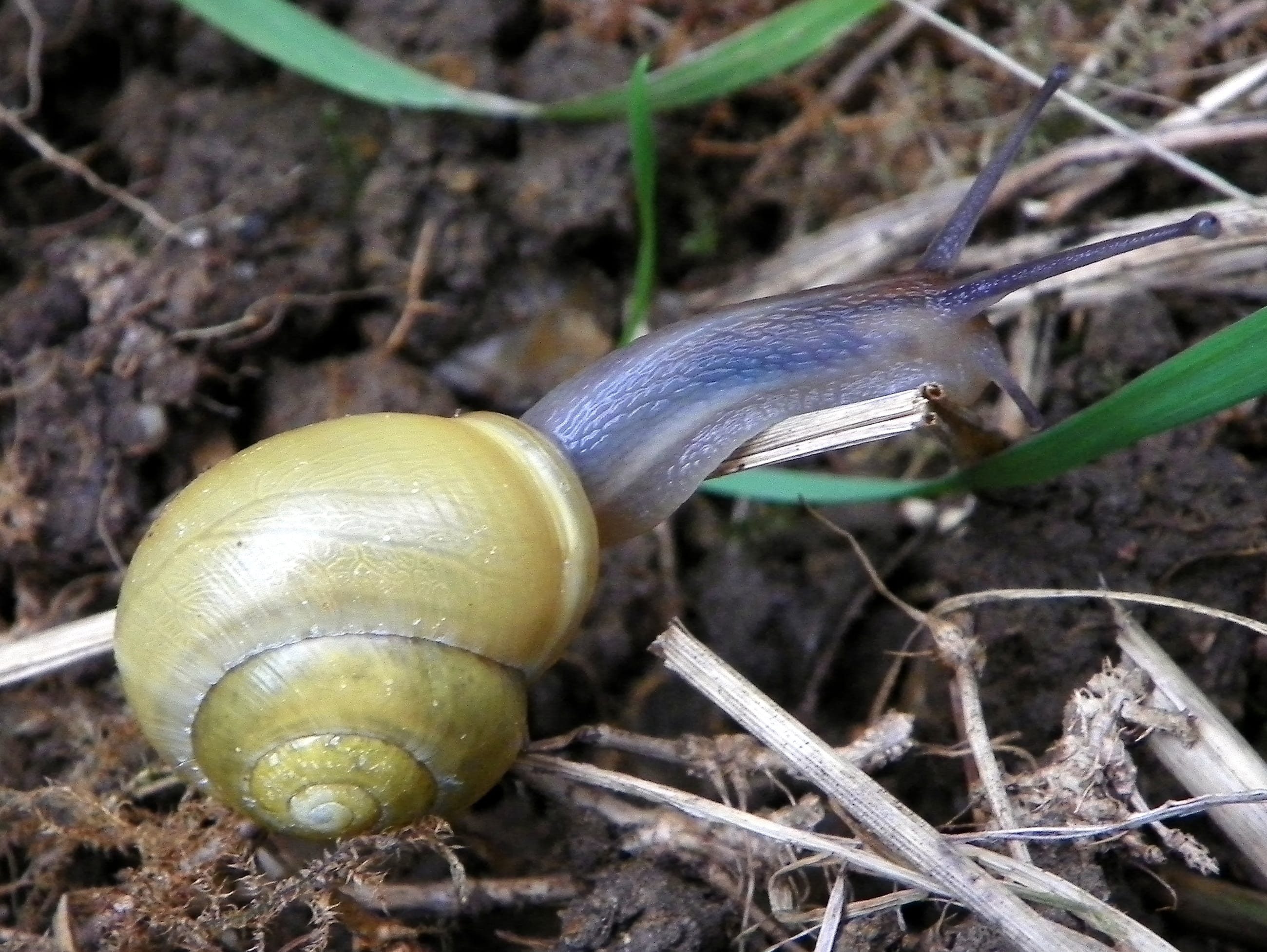 White-lipped-Snail