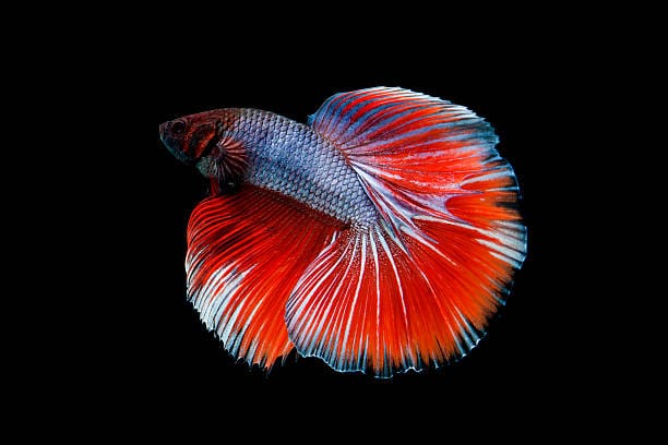 Wild-Siamese-Fighting-Fish