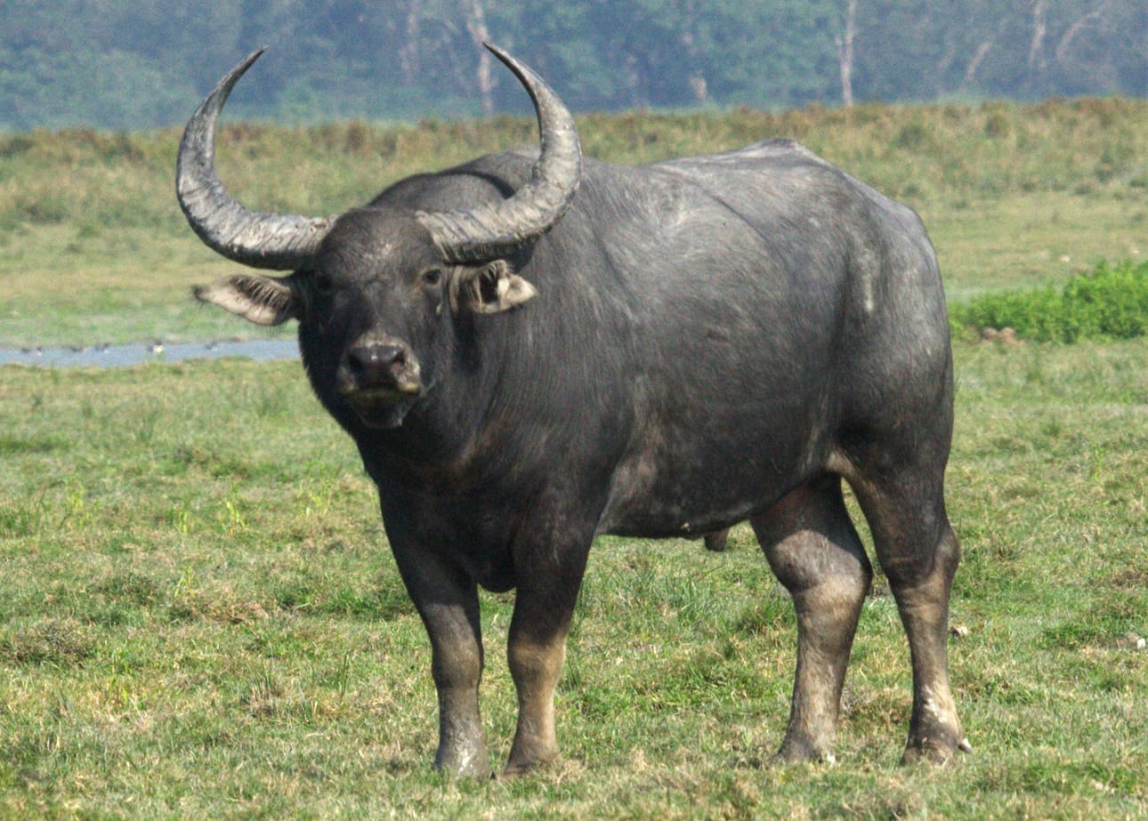 Wild-Water-Buffalo