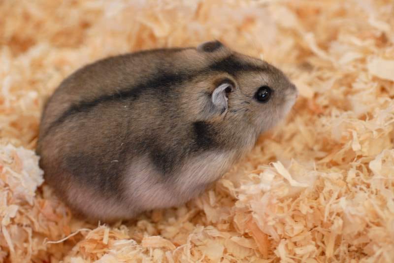 Winter-White-Dwarf-Hamster