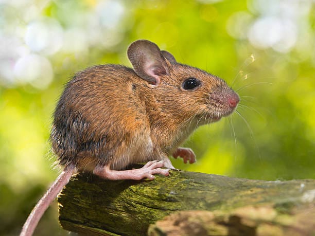 Wood-Mouse