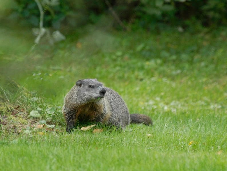 Woodchuck