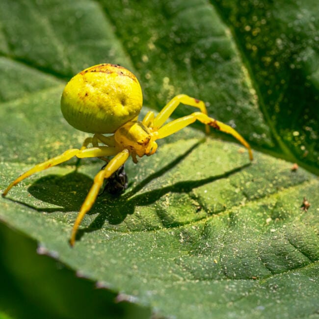 Yellow-Tailed-Crab-Spider