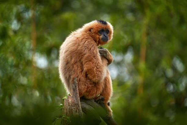 Yellow-cheeked-Gibbon