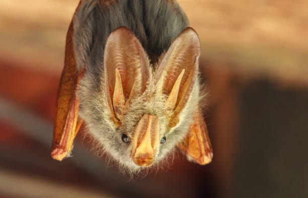 Yellow-winged-Bat