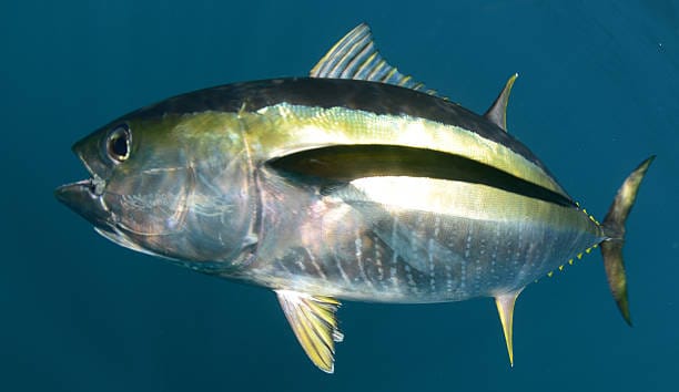 Yellowfin-Tuna