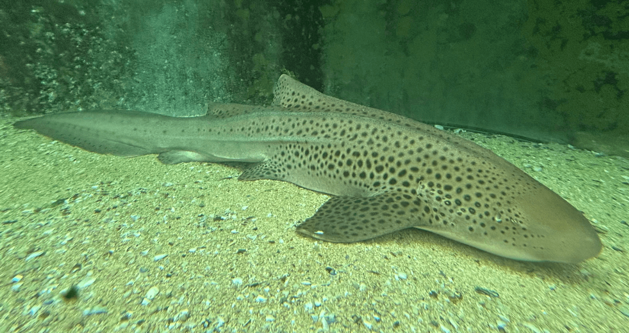 Zebra-Shark