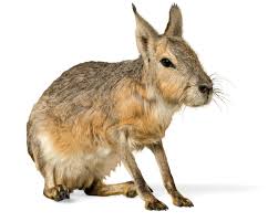 Cavy