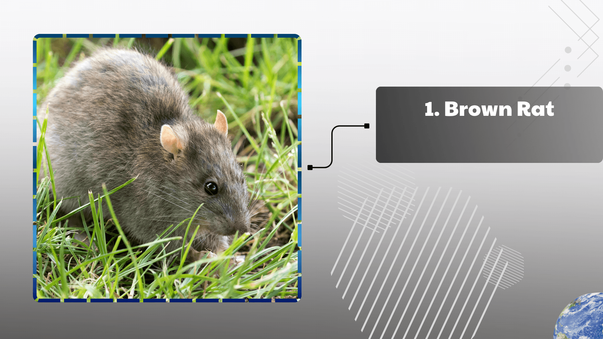 Brown Rat