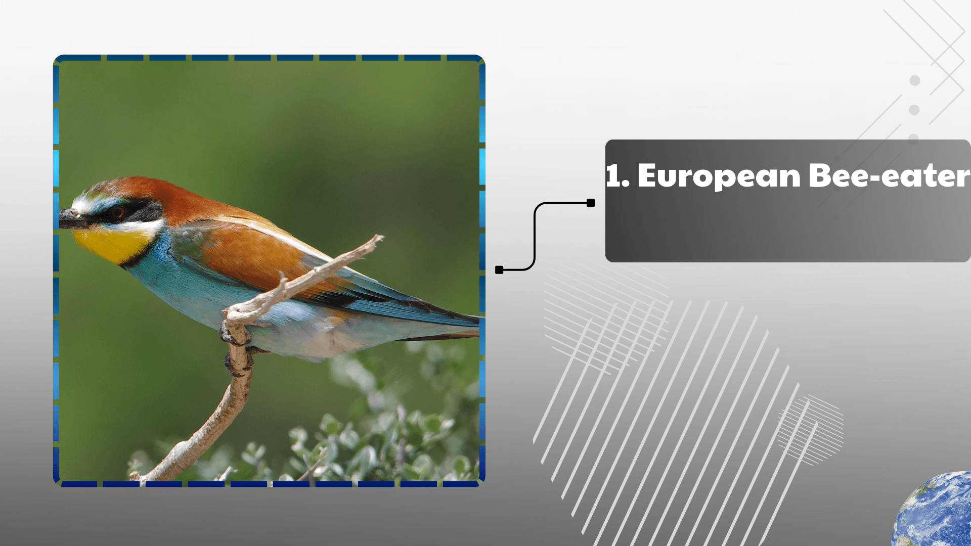 European Bee-eater