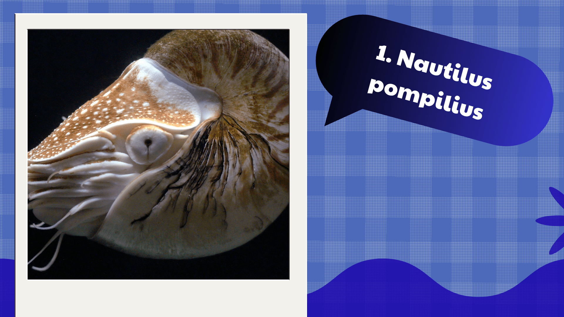 Nautilus pompilius