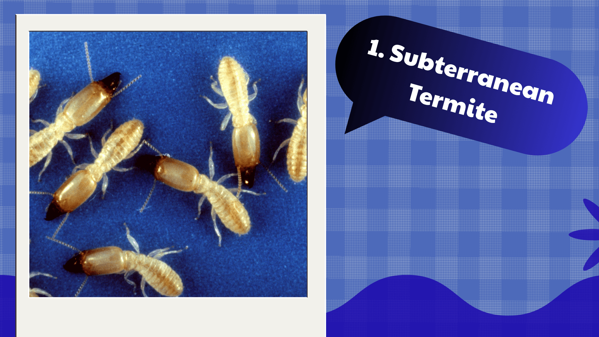 Subterranean Termite