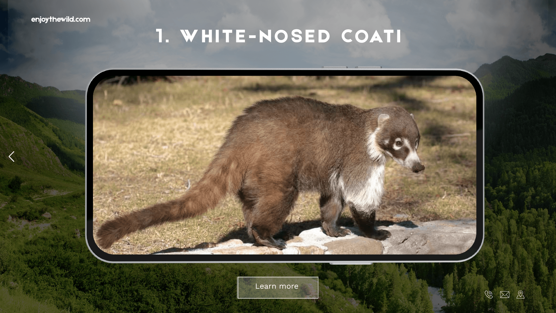 White-nosed Coati