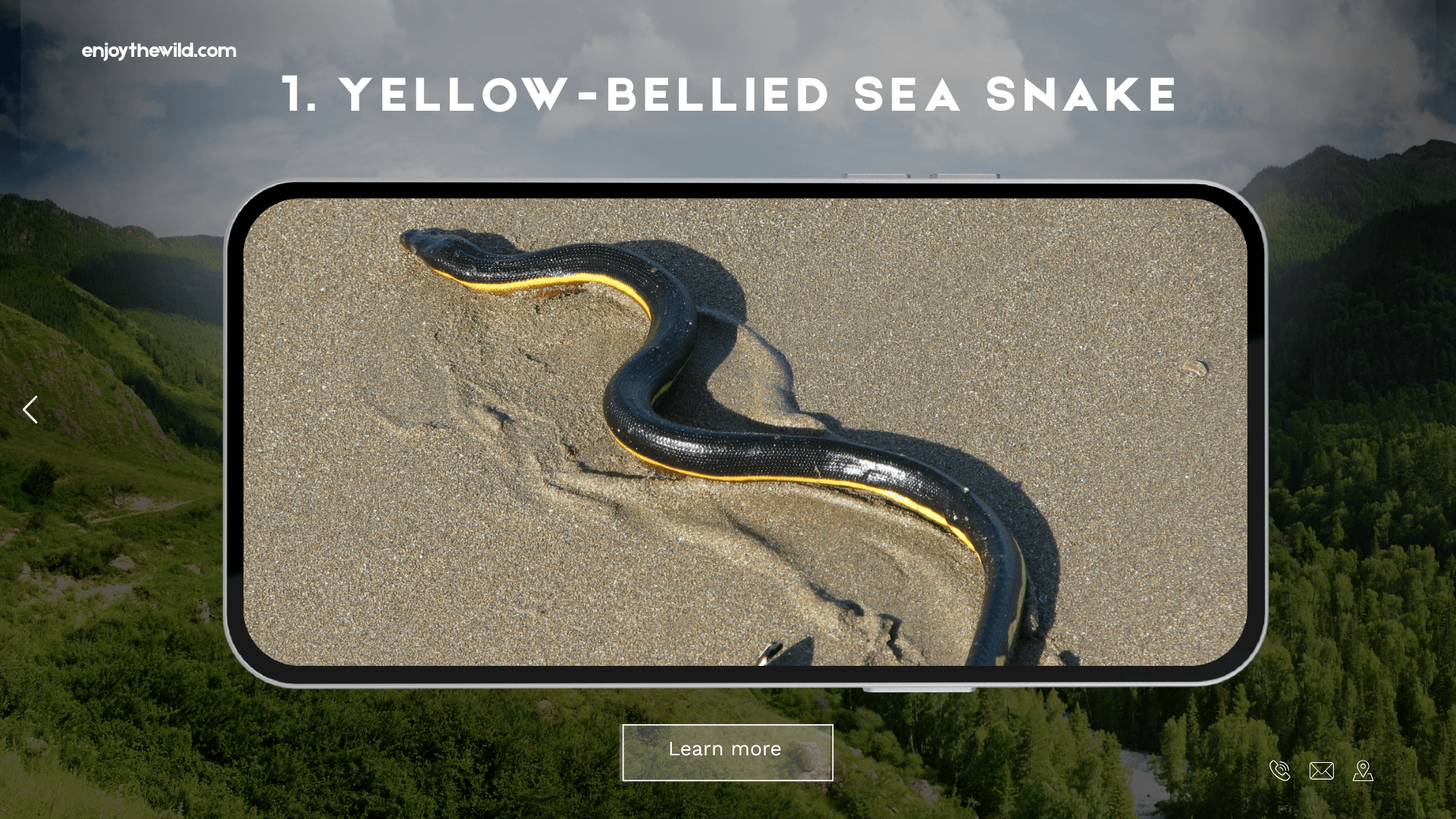 Yellow-Bellied Sea Snake