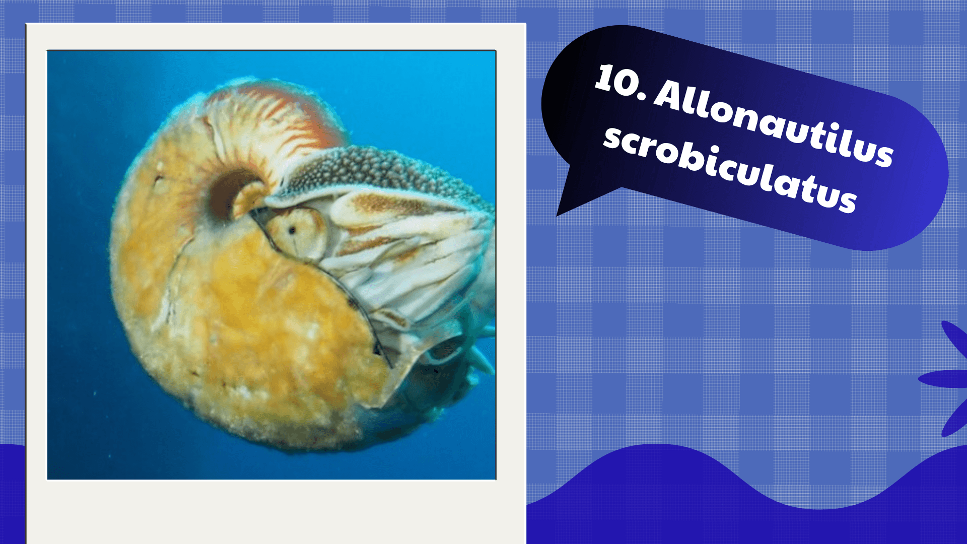 Allonautilus scrobiculatus
