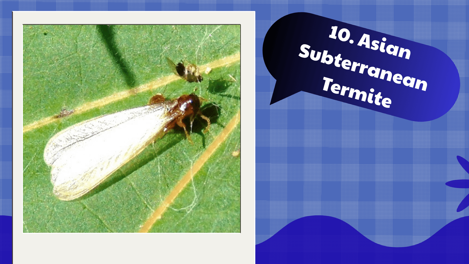 Asian Subterranean Termite