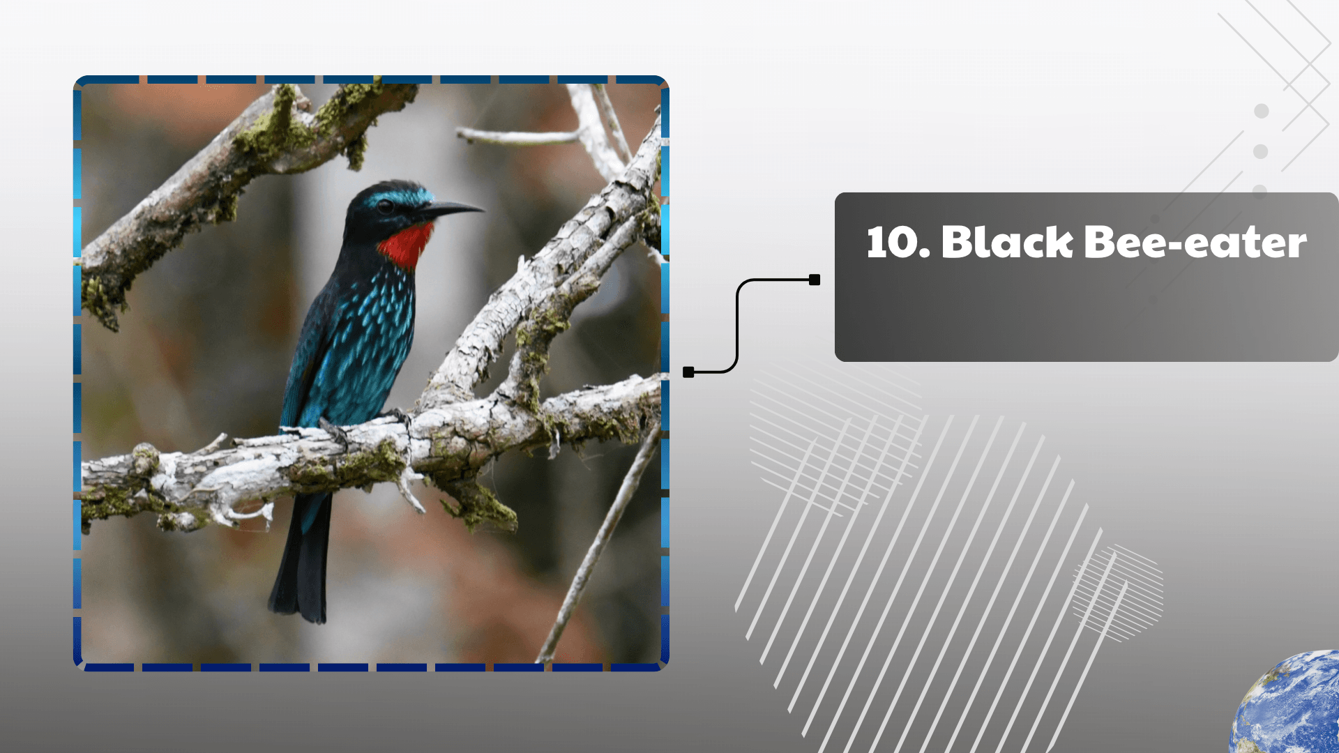 Black Bee-eater