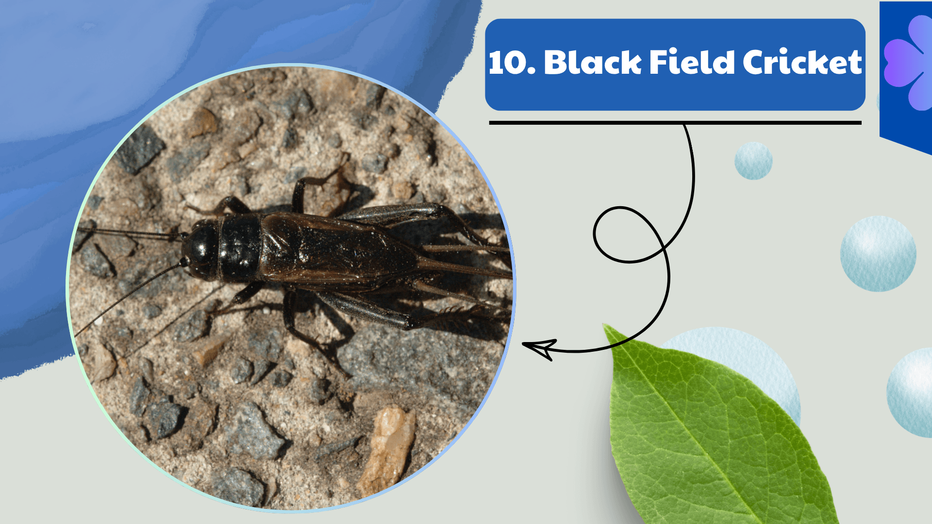 Black Field Cricket