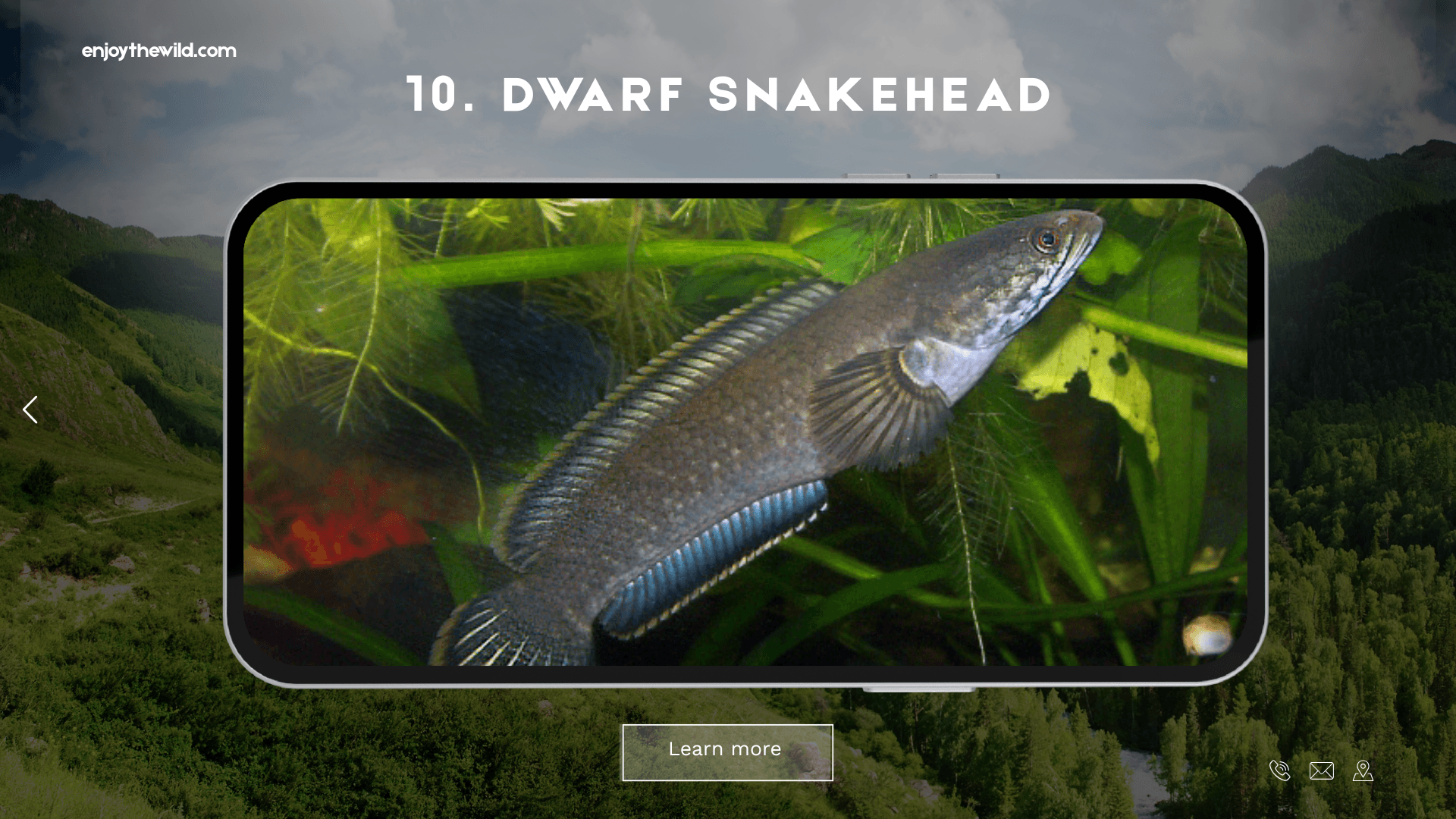 Dwarf Snakehead