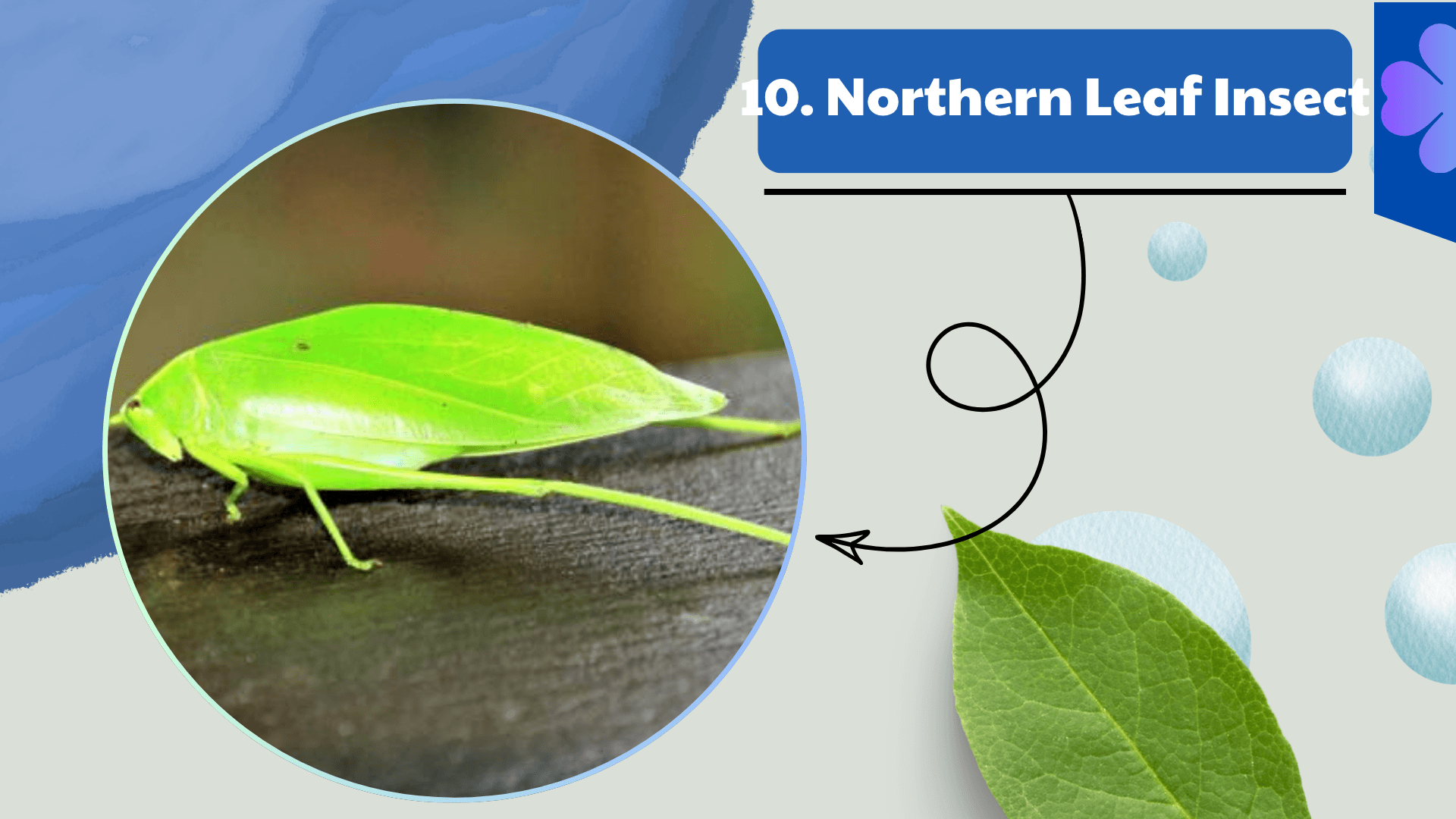 Northern Leaf Insect