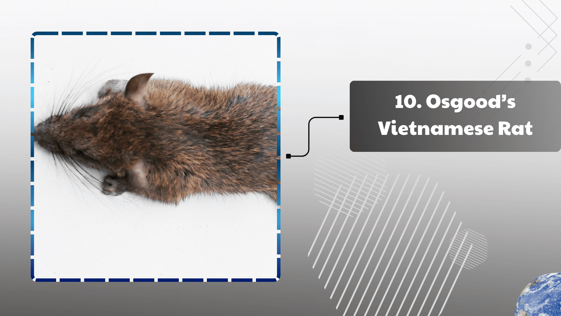 Osgood’s Vietnamese Rat