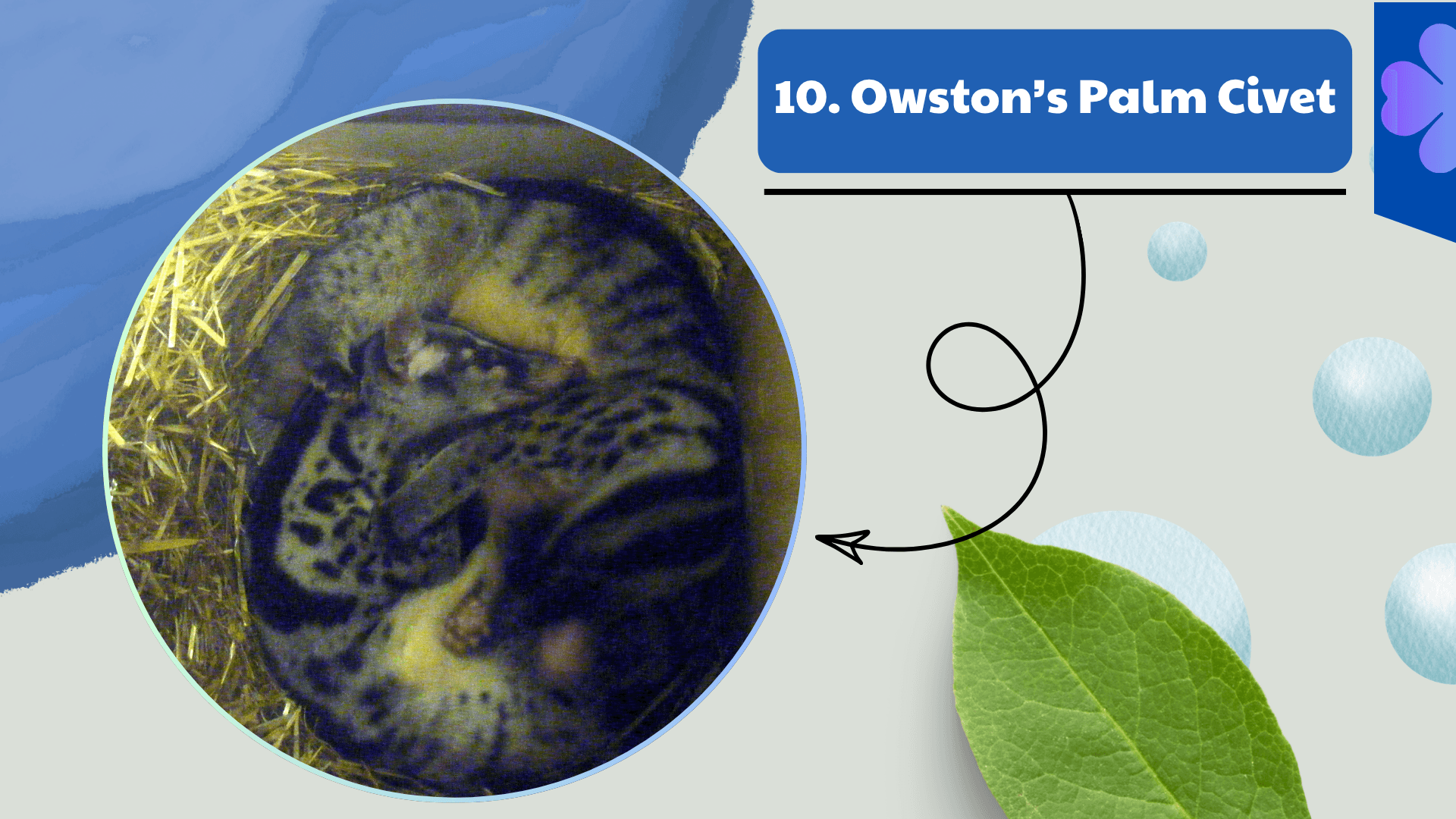 Owston’s Palm Civet